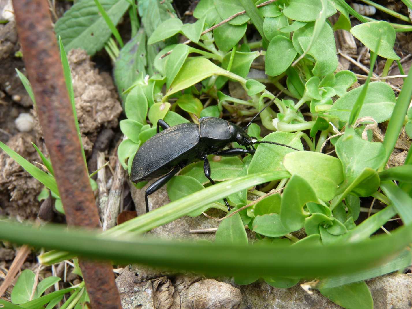 Carabus coriaceus